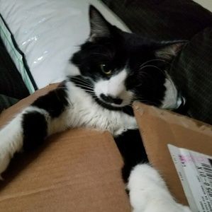 Meet your Posher, Cherie